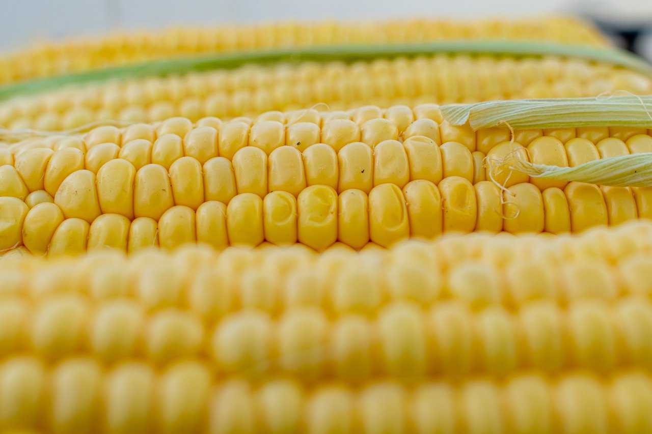 corn, corn on the cob, corn kernels